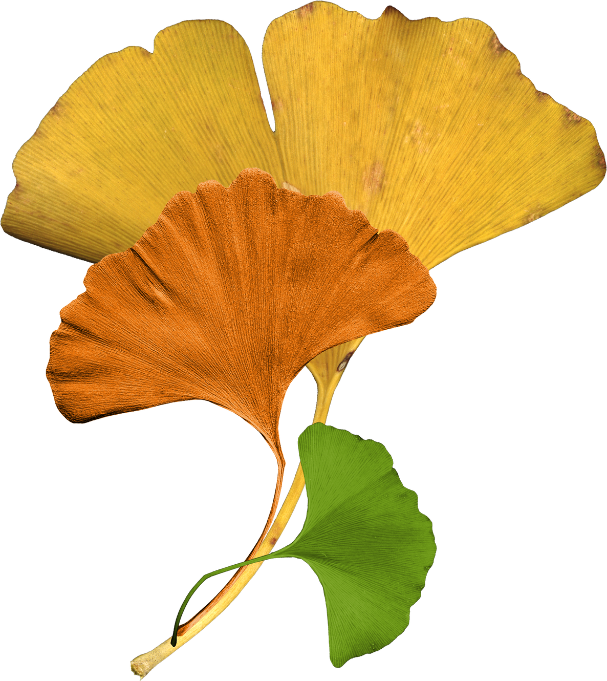 Lasting Transitions Logo